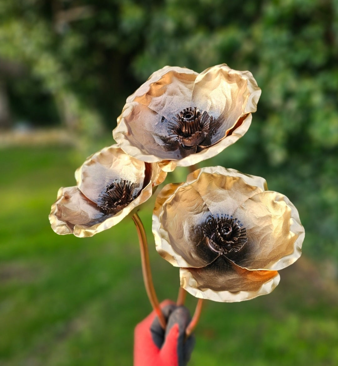 Copper Poppy