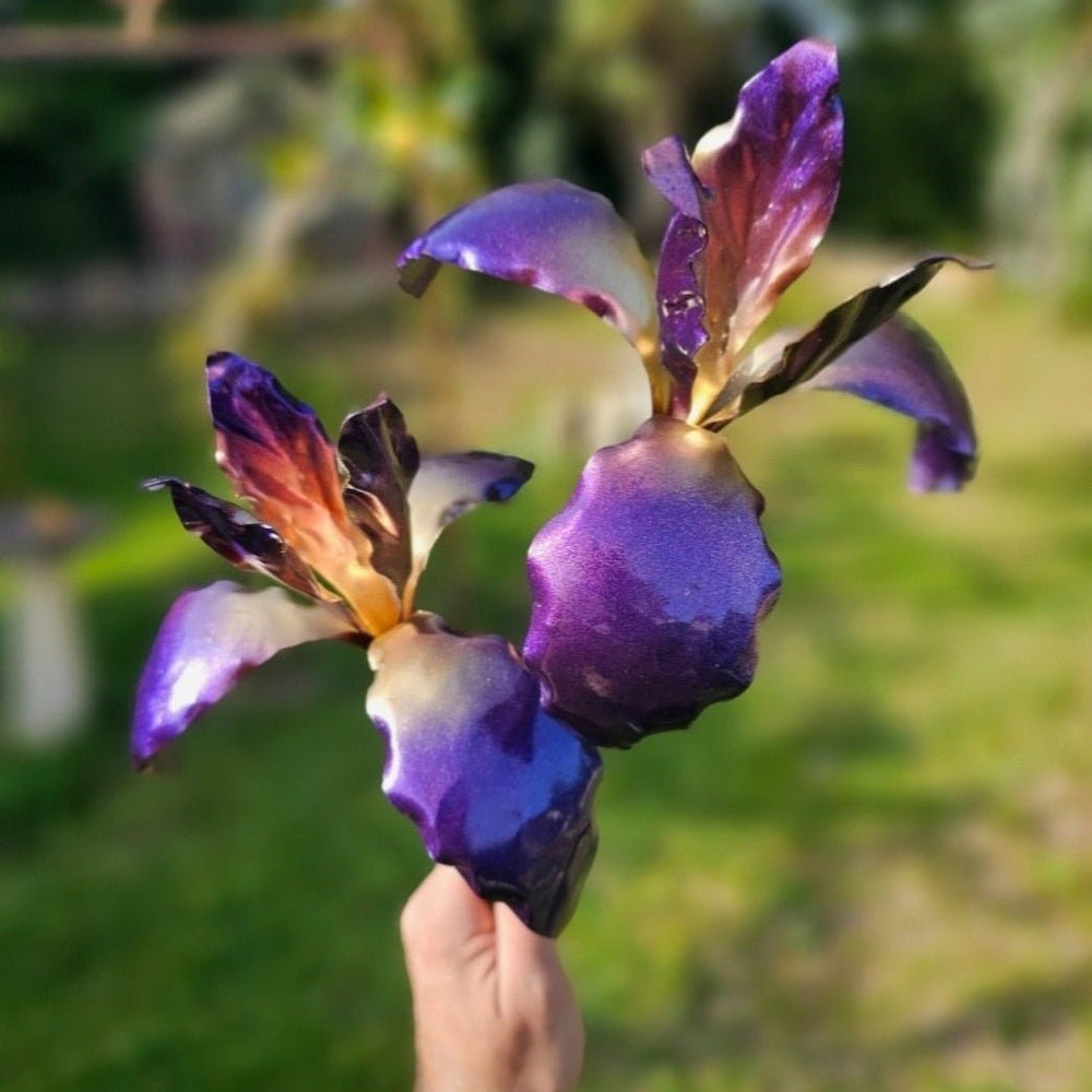 Copper Iris - Copper Hearts UK