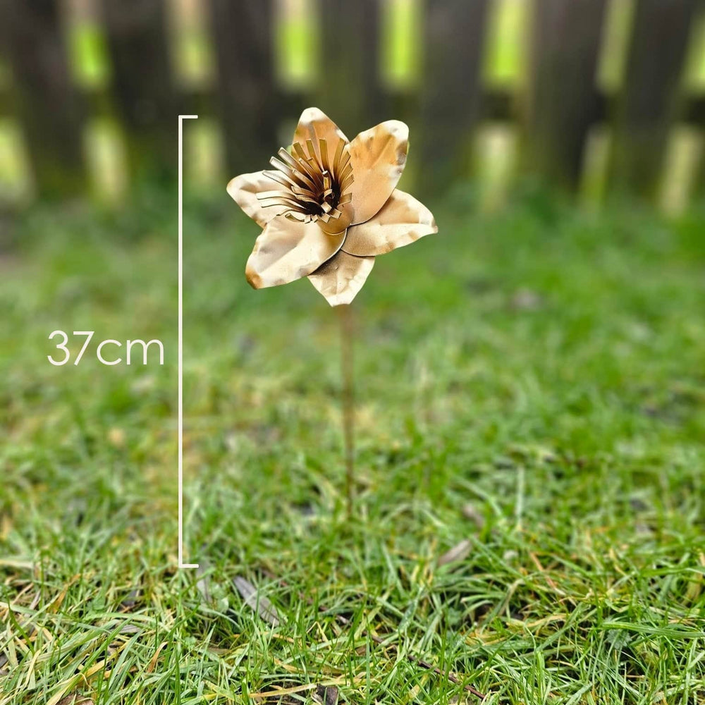 Pocket Daffodil - Copper Hearts UK