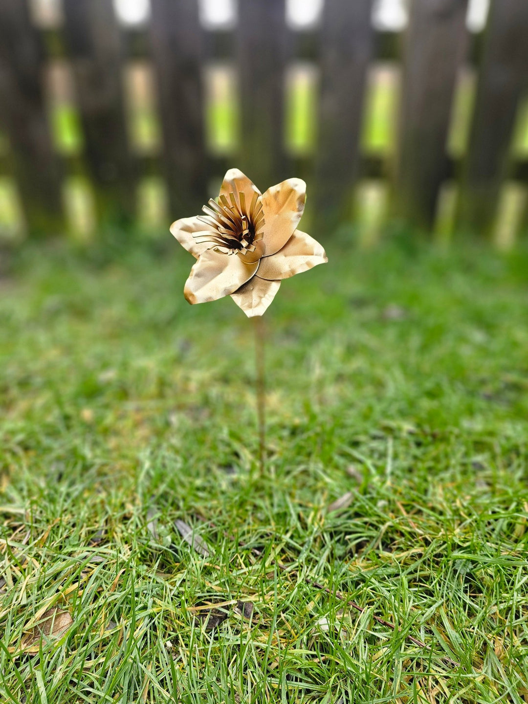 Pocket Daffodil - Copper Hearts UK