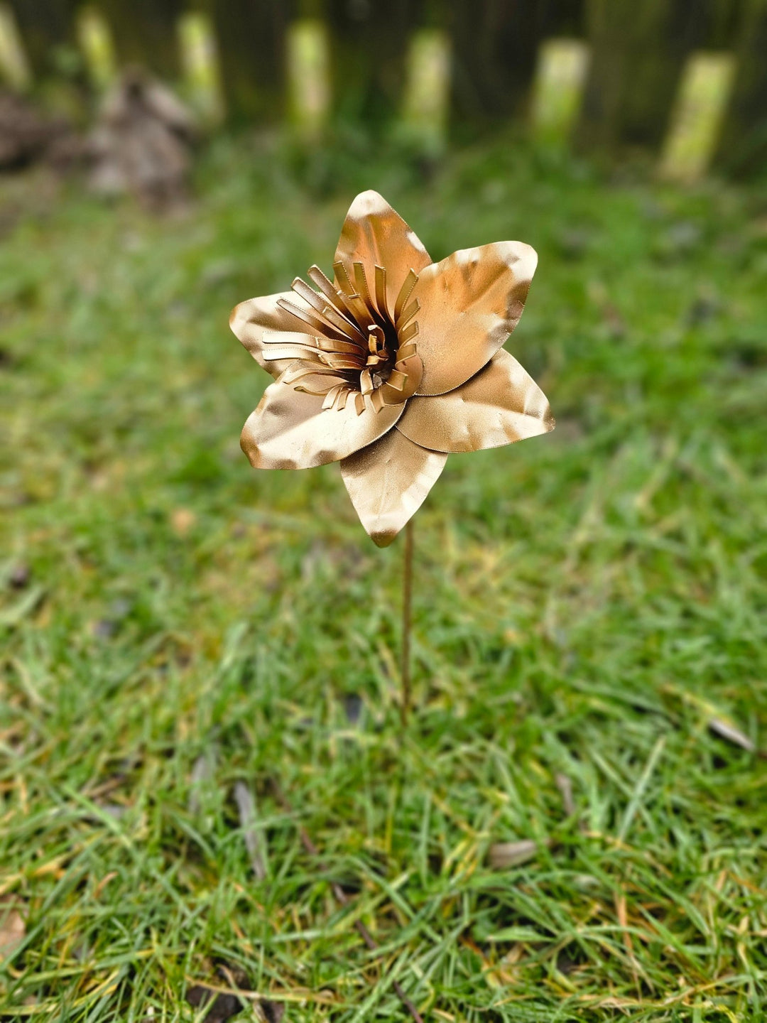 Pocket Daffodil - Copper Hearts UK