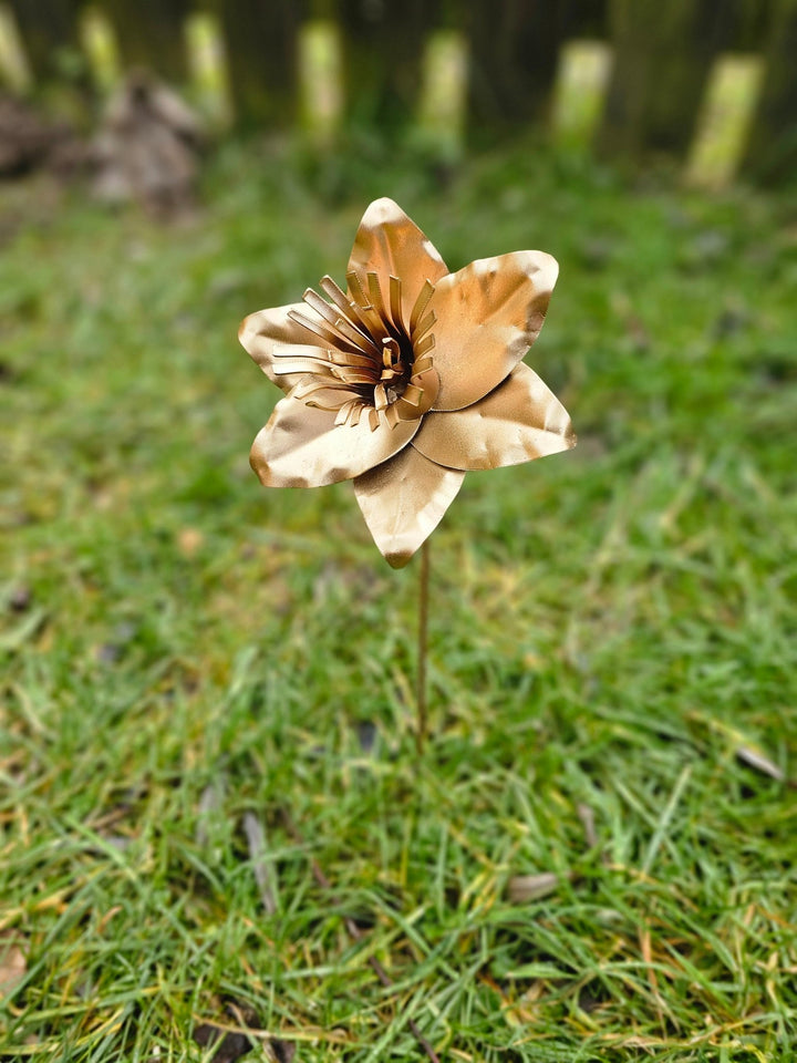 Pocket Daffodil - Copper Hearts UK