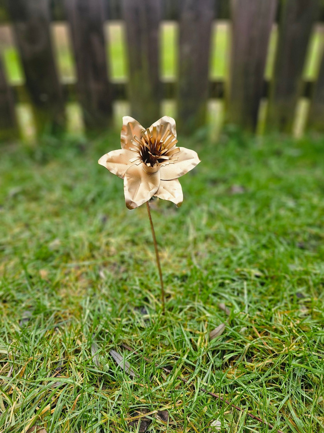 Pocket Daffodil - Copper Hearts UK