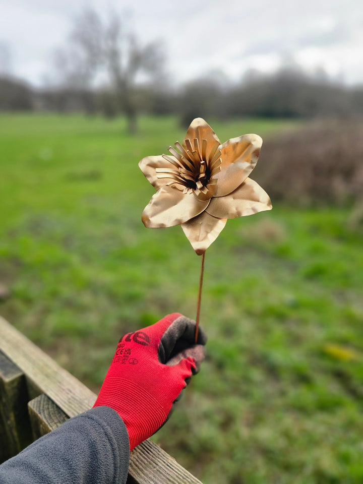 Pocket Daffodil - Copper Hearts UK