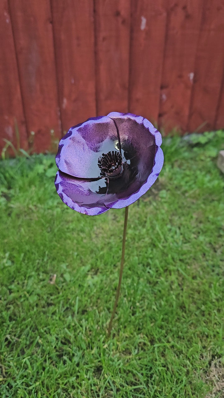 Pocket Poppy
